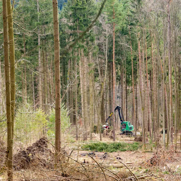 Les métiers de la forêt