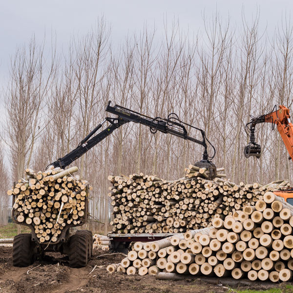 Les métiers de la forêt