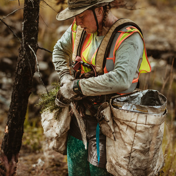 Les métiers de la forêt